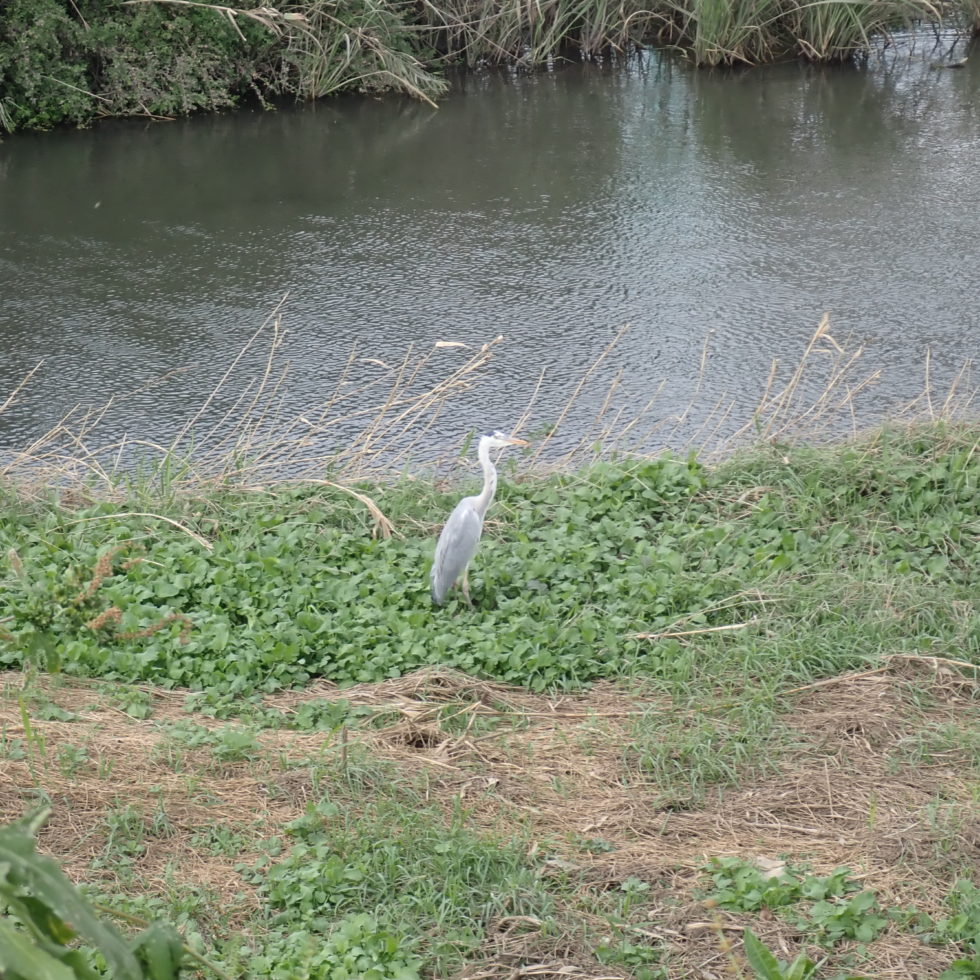 PA030005 980x980 - 1カ月後はイサーン