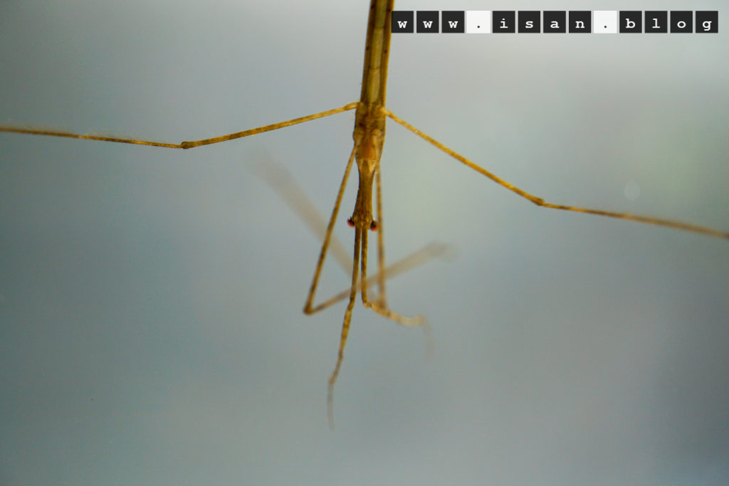 DSC02014 1024x683 - Water stick insect