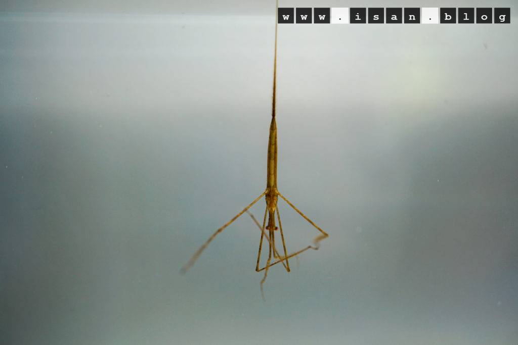 DSC02015 1024x683 - Water stick insect