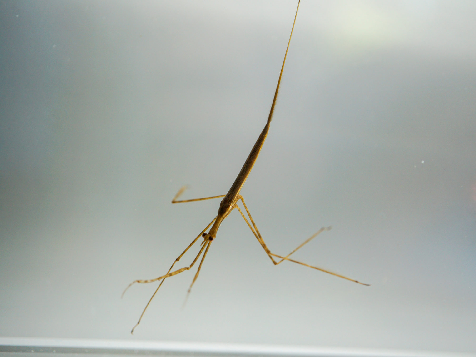DSC02016 2000x1500 - Water stick insect
