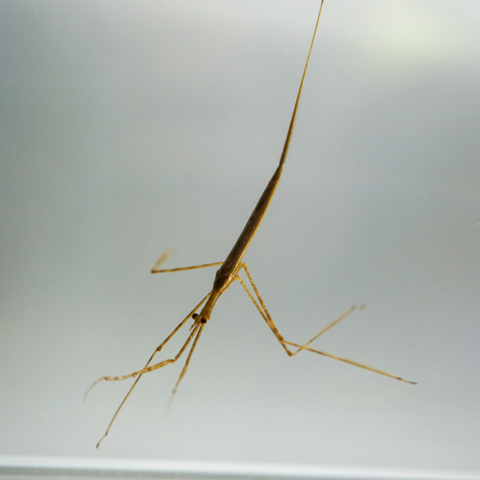 DSC02016 980x980 - Water stick insect