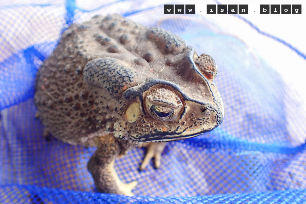 PB030022 1 1024x684 - Black - spectacled Toad ⚠