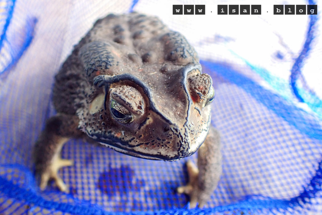 PB030023 1024x684 - Black - spectacled Toad ⚠