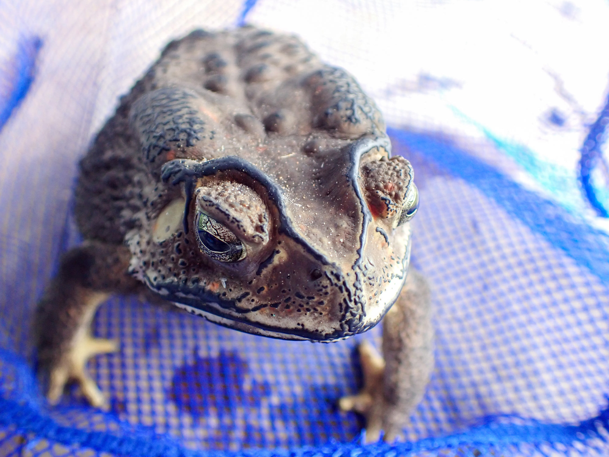 PB030023 2000x1500 - Black - spectacled Toad ⚠