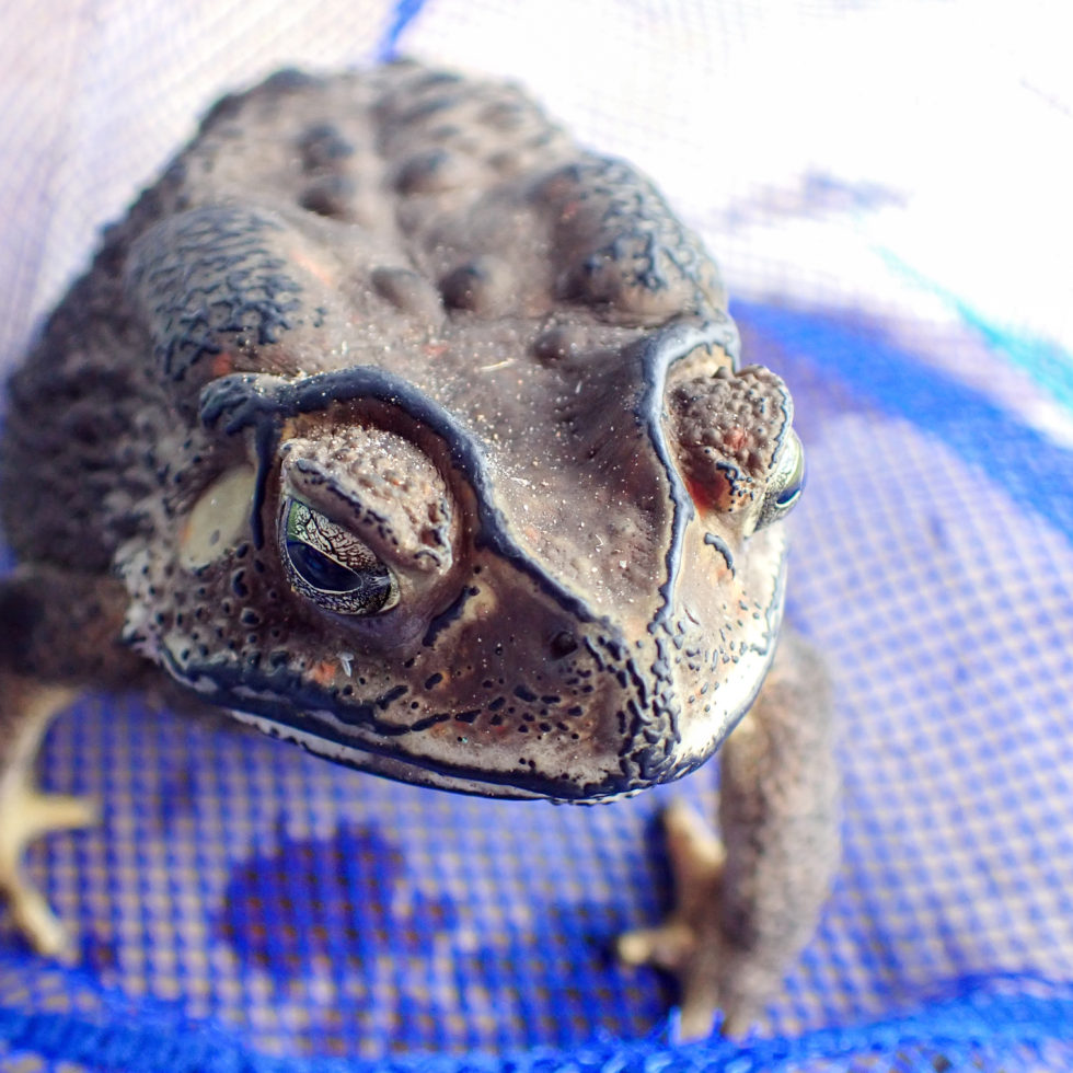 PB030023 980x980 - Black - spectacled Toad ⚠