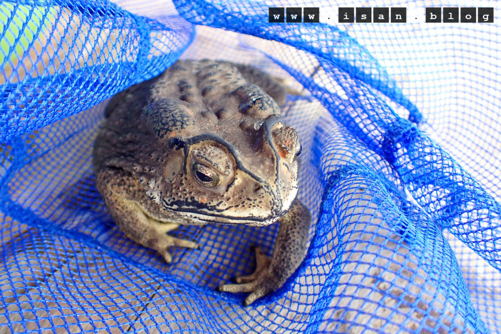PB030024 1024x684 - Black - spectacled Toad ⚠