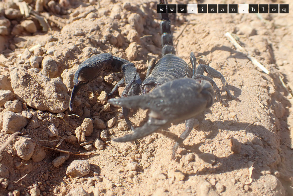 PC070017 1024x684 - Laotian Giant Scorpion ⚠