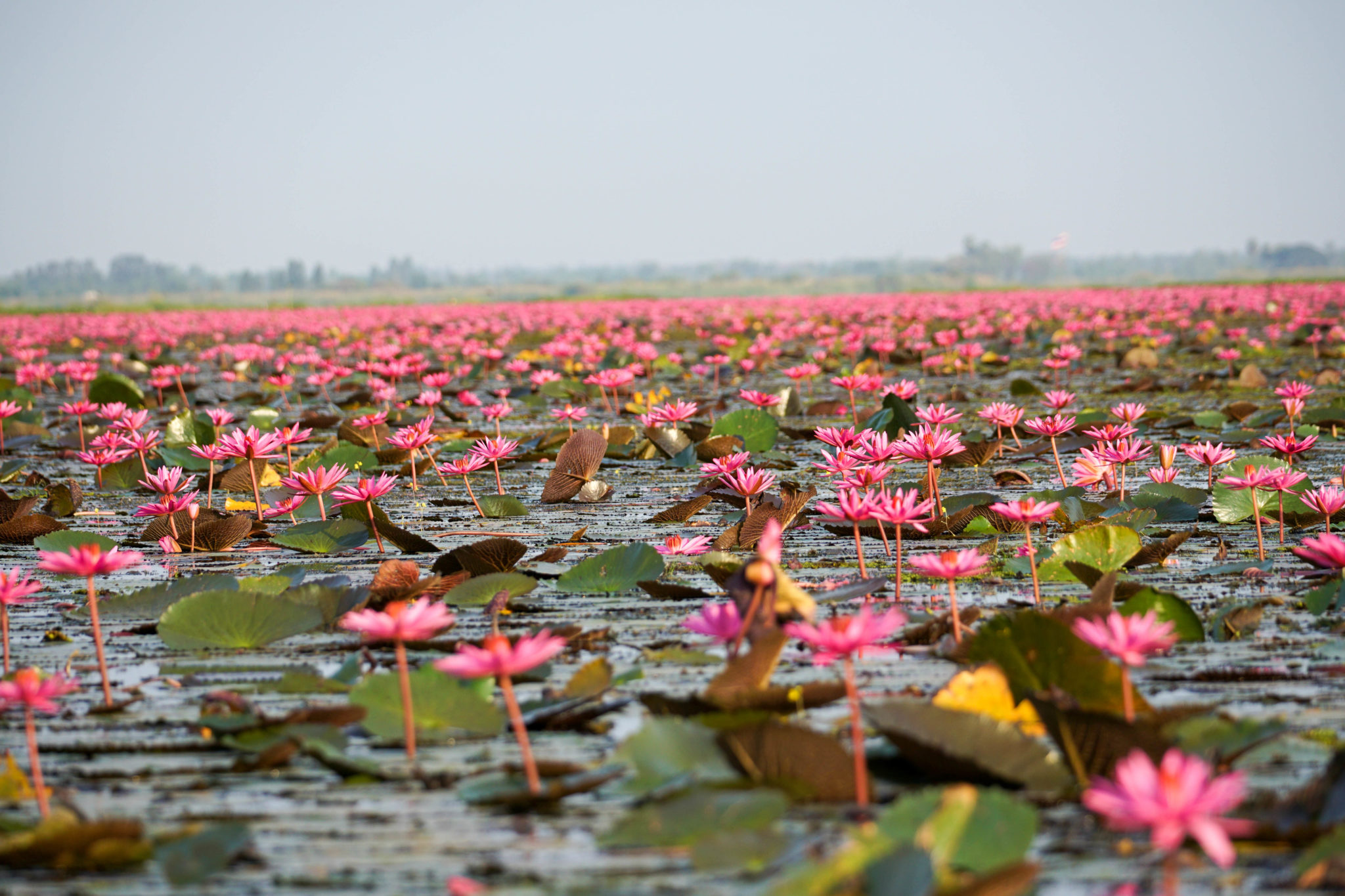 DSC02202 2048x1365 - ウドンタニの蓮の花